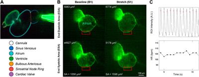 The in vivo study of cardiac mechano-electric and mechano-mechanical coupling during heart development in zebrafish